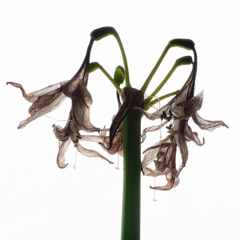 Post amaryllis (1 av 3)_resize